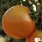 Plant de tomate 'Orange Queen' : pot de 0,5 litre